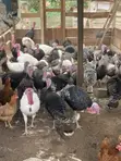 Guinea Fowls, Turkeys, Hens & Eggs for Sale - 2