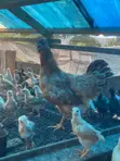 Guinea Fowls, Turkeys, Hens & Eggs for Sale - 3