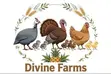 Guinea Fowls, Turkeys, Hens & Eggs for Sale - 4
