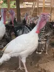 Guinea Fowls, Turkeys, Hens & Eggs for Sale - 5