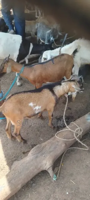 Male Goats