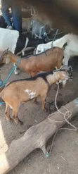 Male Goats - 1