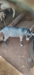Male Goats - 2