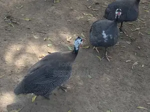 Mature Guinea Fowls for Sale
