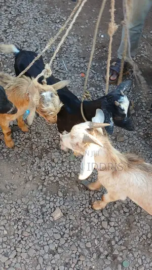Goats for Sale