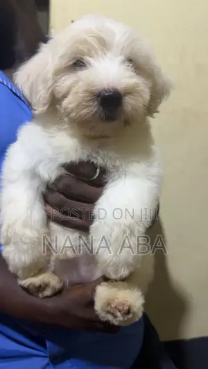 Female Purebred Poodle Puppy (0-1 Month)