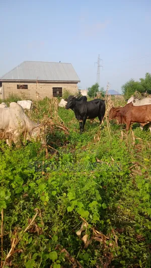 100 Cows for Sale