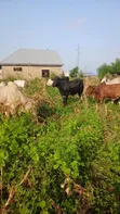 100 Cows for Sale - 1