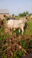 100 Cows for Sale - 2
