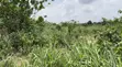 Land for Sale at Ashongman Boi - 2