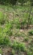 5 Acres Farmland for Sale in Pramkese - 3