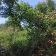 2 Plots of Land for Sale, Liberia Camp - 2