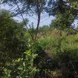 2 Plots of Land for Sale, Liberia Camp - 3