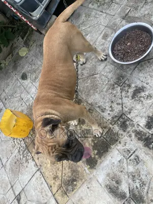 Purebred Bulldog - Female, 1+ Year Old