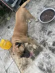 Purebred Bulldog - Female, 1+ Year Old - 1