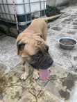 Purebred Bulldog - Female, 1+ Year Old - 2