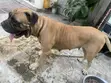 Purebred Bulldog - Female, 1+ Year Old - 3