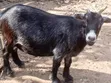 Mature Pregnant Goat for Sale - 1