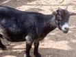 Mature Pregnant Goat for Sale - 2