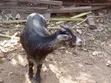 Mature Pregnant Goat for Sale - 3
