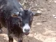 Mature Pregnant Goat for Sale - 4