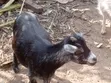 Mature Pregnant Goat for Sale - 5