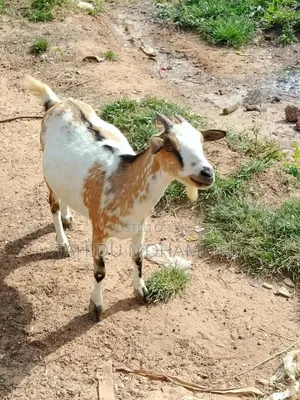 Healthy Goats for Sale - Local & Mixed Breeds