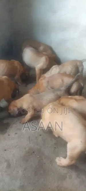 Purebred Bullmastiff Puppy - 1-3 Months Male