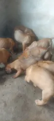 Purebred Bullmastiff Puppy - 1-3 Months Male - 1