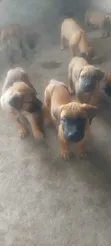 Purebred Bullmastiff Puppy - 1-3 Months Male - 2