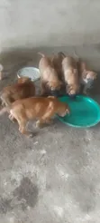 Purebred Bullmastiff Puppy - 1-3 Months Male - 3