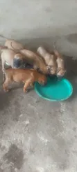 Purebred Bullmastiff Puppy - 1-3 Months Male - 4
