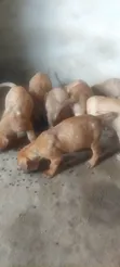Purebred Bullmastiff Puppy - 1-3 Months Male - 5