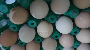 Brahma Fertile Eggs