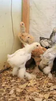Brahma Fertile Eggs - 2