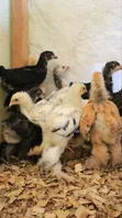Brahma Fertile Eggs - 3