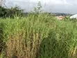 Plot for Sale at Kenyasi Brofoyedu - 4