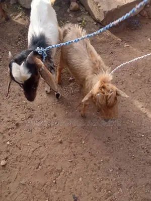 Crossed and Local Breed Billy Goats