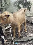 Crossed and Local Breed Billy Goats - 2