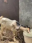 Crossed and Local Breed Billy Goats - 3