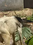 Crossed and Local Breed Billy Goats - 4