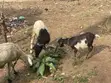 Crossed and Local Breed Billy Goats - 5