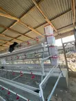 A-Type Chicken Cage (3 & 4 Tiers) - 3