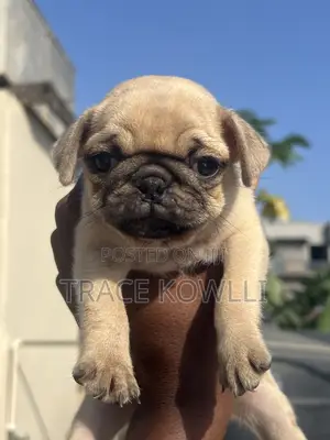 Purebred Pug Puppy - 1-3 Months Female