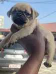 Purebred Pug Puppy - 1-3 Months Female - 2