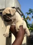 Purebred Pug Puppy - 1-3 Months Female - 3