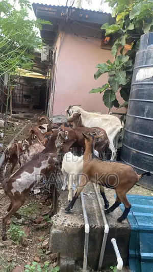 Goats for Meat and Breeding