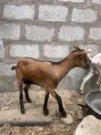 Goats for Meat and Breeding - 2