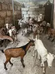 Goats for Meat and Breeding - 3