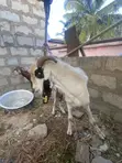 Goats for Meat and Breeding - 4